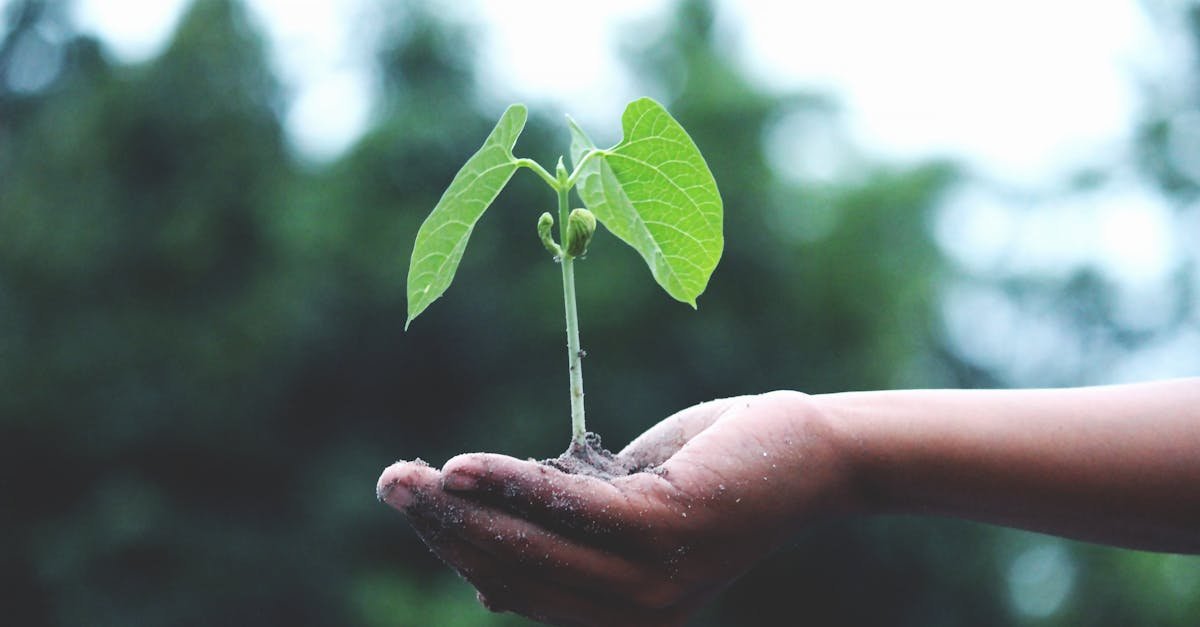 A young sapling held in hands symbolizes growth and sustainability.